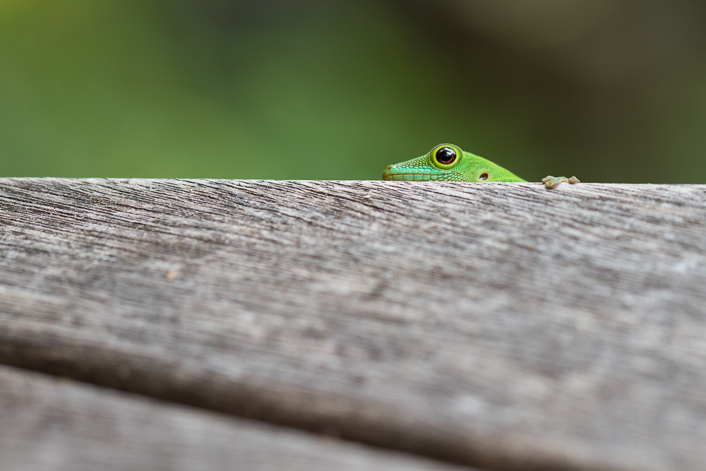 Sundberg's Day Gecko