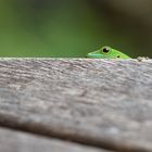 Sundberg's Day Gecko