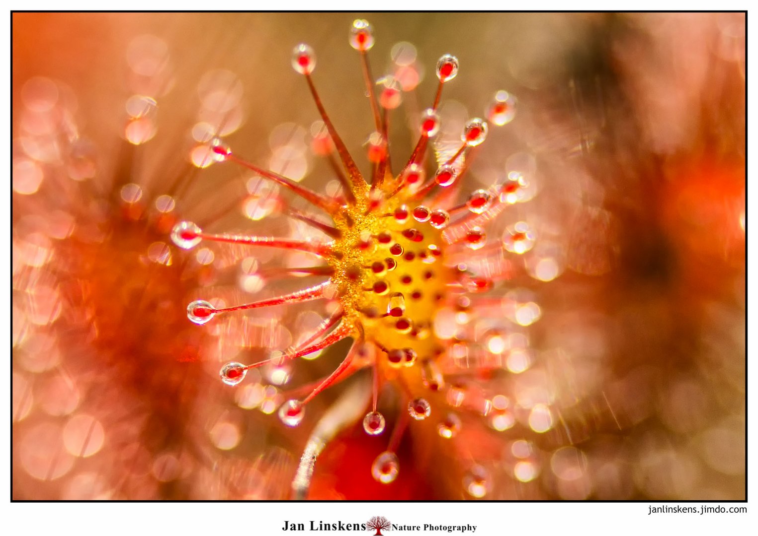 Sundew