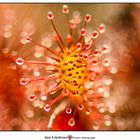 Sundew