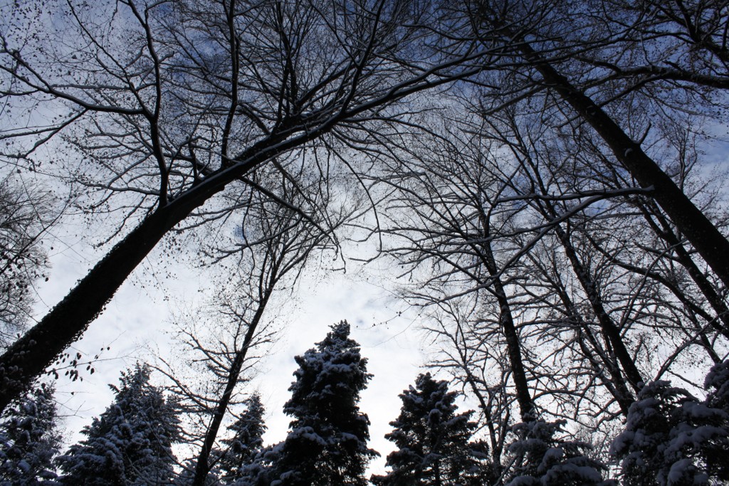 Sundgau sous la neige (2)