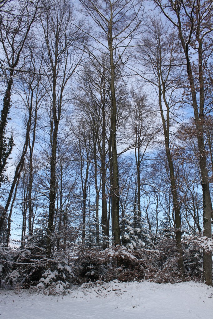 Sundgau sous la neige