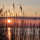 Sundische Wiesen bei Zingst (Ostsee)