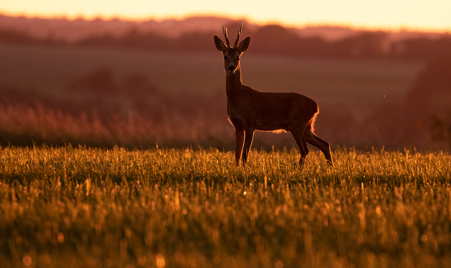 *** SUNDOWN ***