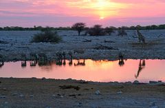 Sundown am Waterhole in Okaukuejo