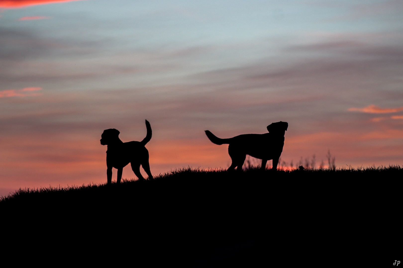 Sundown-Dogs