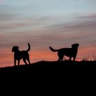 Sundown-Dogs