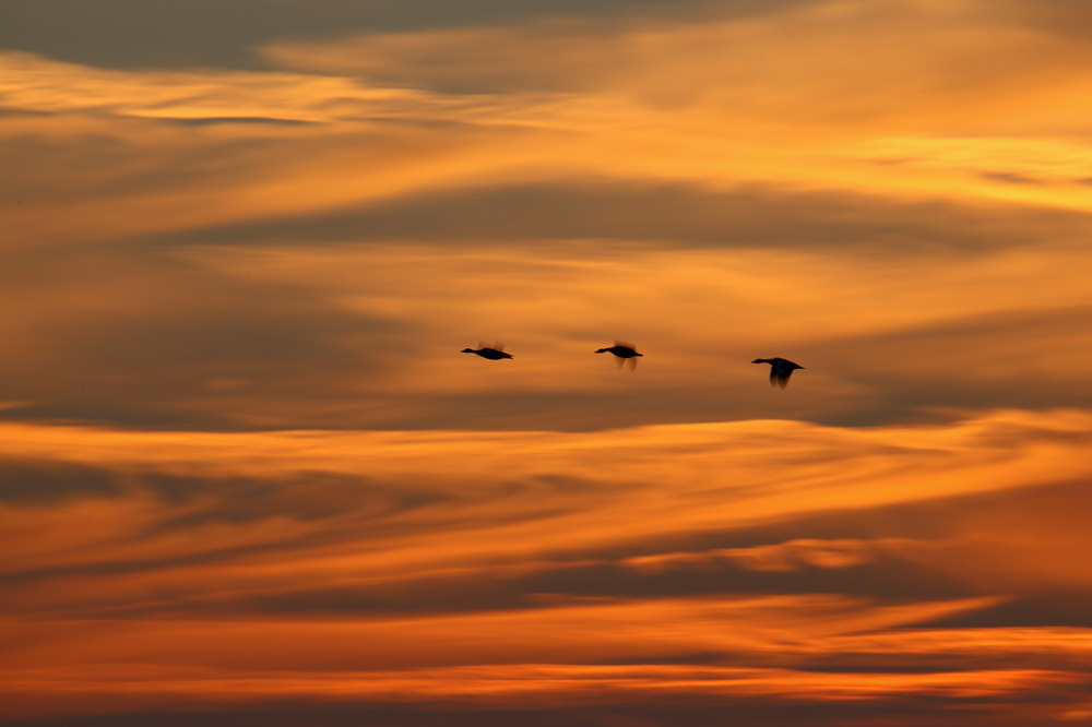 Sundown Gooses