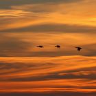 Sundown Gooses