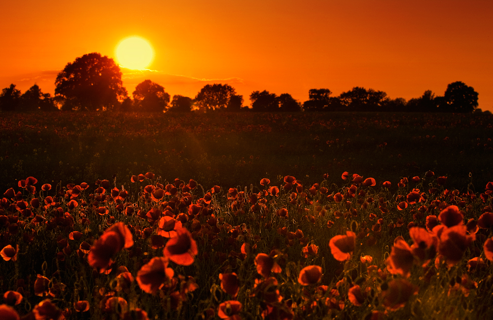 sundown im mohn