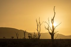 Sundown im Tal - sussusvlei