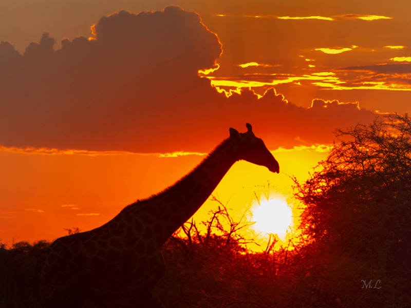 Sundown in Africa