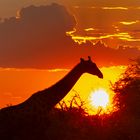 Sundown in Africa