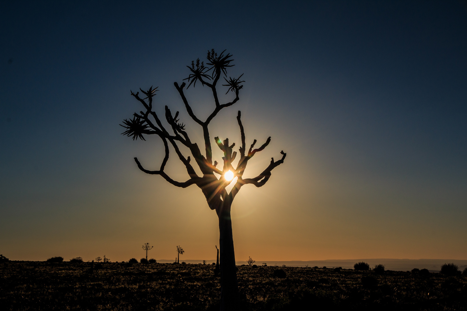 Sundown mit Köcherbaum