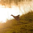 Sundown near the river 