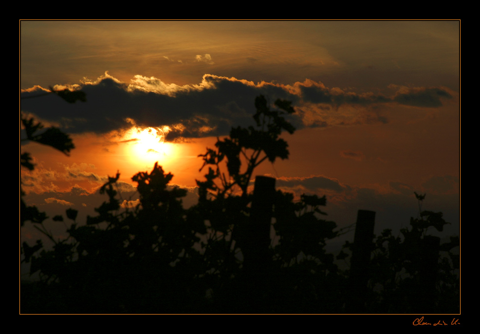 ~*sundown over the grape vine*~