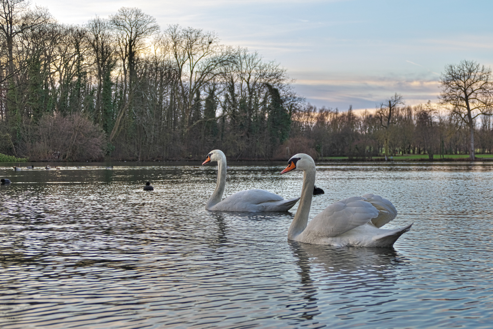 Sundown Swans