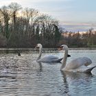 Sundown Swans