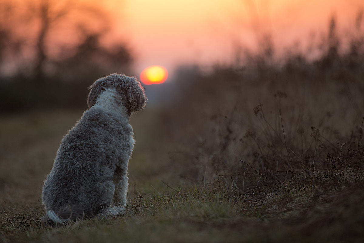 sundown watching