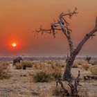 Sundown with elephant