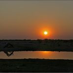 Sundowner am Wasserloch von Okaukuejo