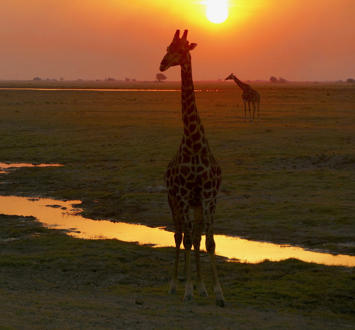 sundowner Chobe Nationalpark