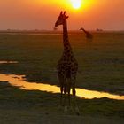 sundowner Chobe Nationalpark
