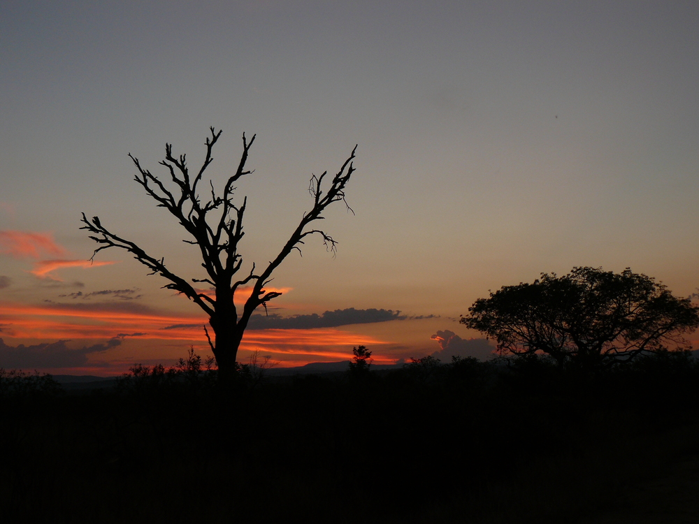 Sundowner im Krüger