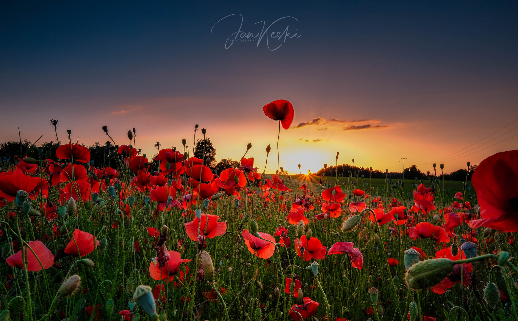 Sundowner im Mohnblumenfeld