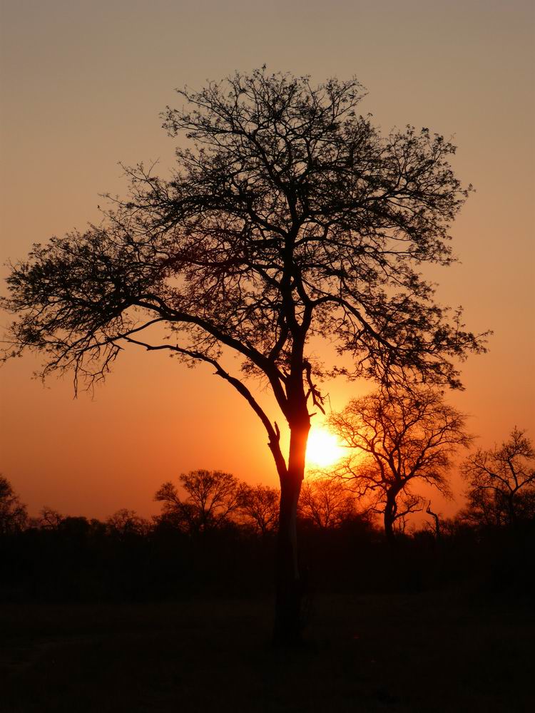 Sundowner in Afrika