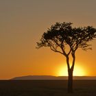 Sundowner in der Maasai Mara