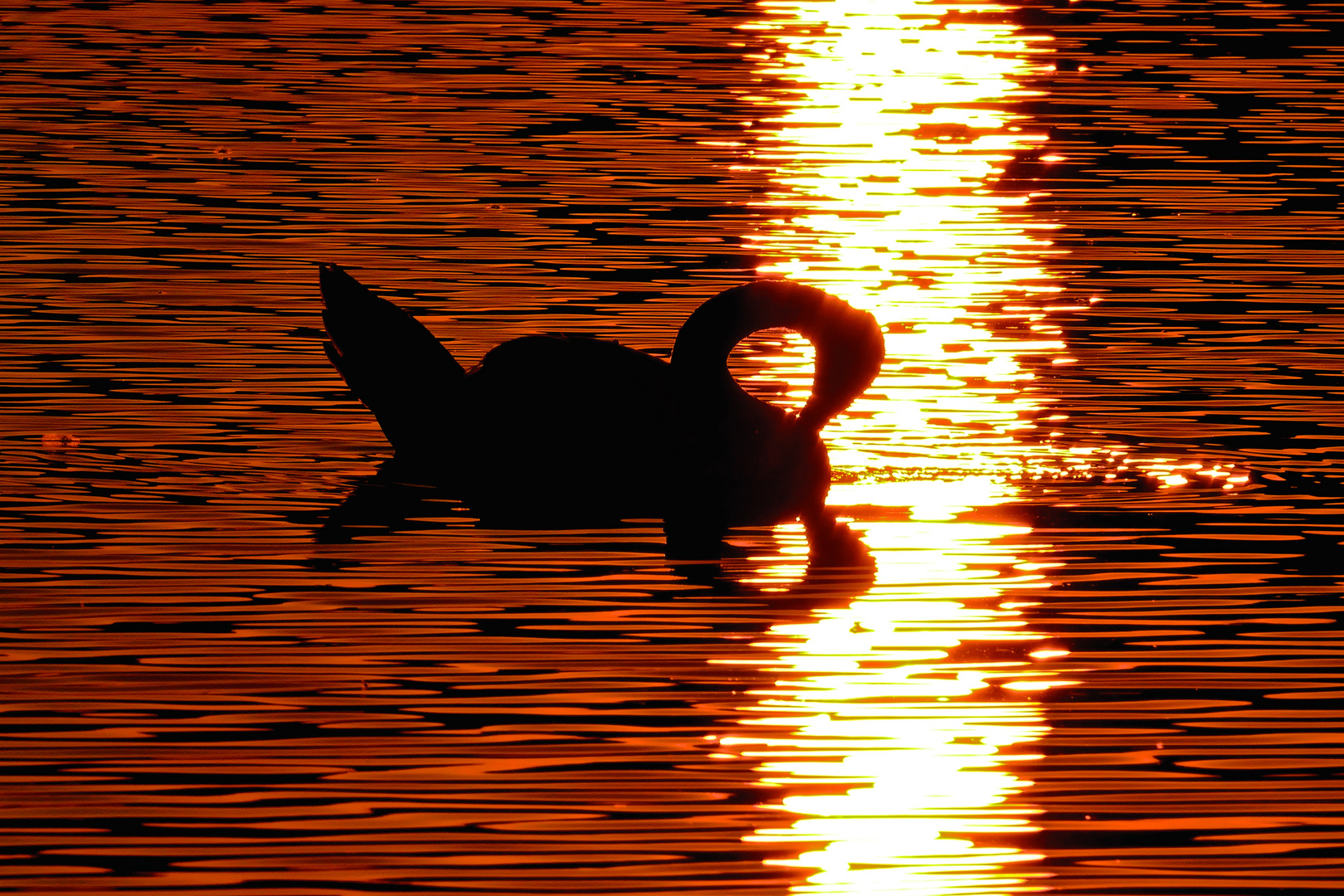 Sundowner mit Schwan