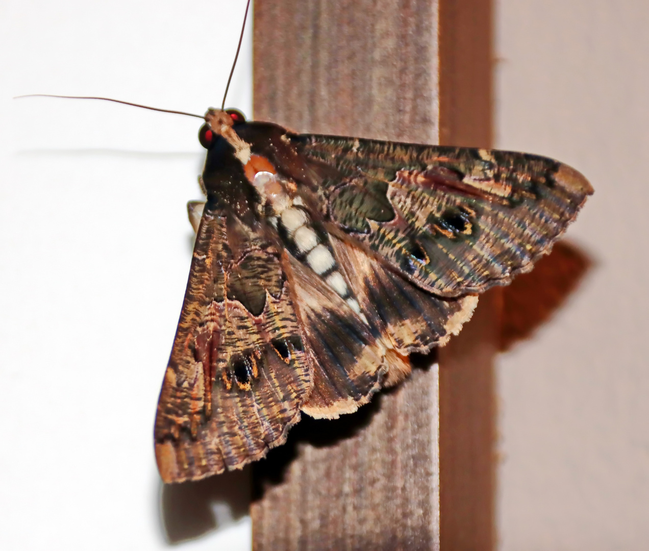 Sundowner Moth