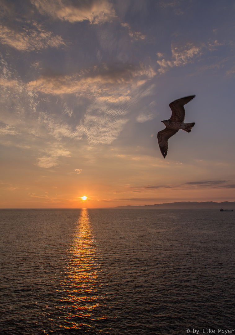 Sundowner with seagull