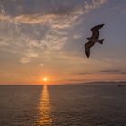 Sundowner with seagull