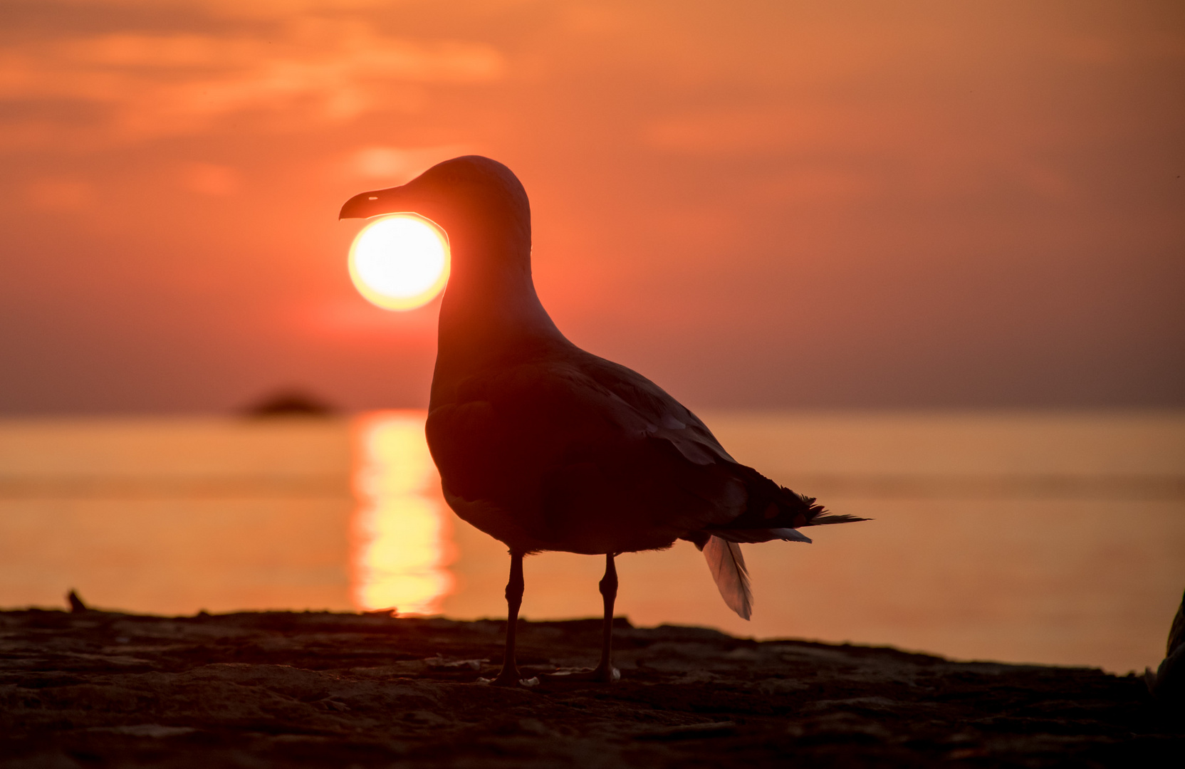 Sundowngull