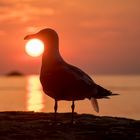 Sundowngull