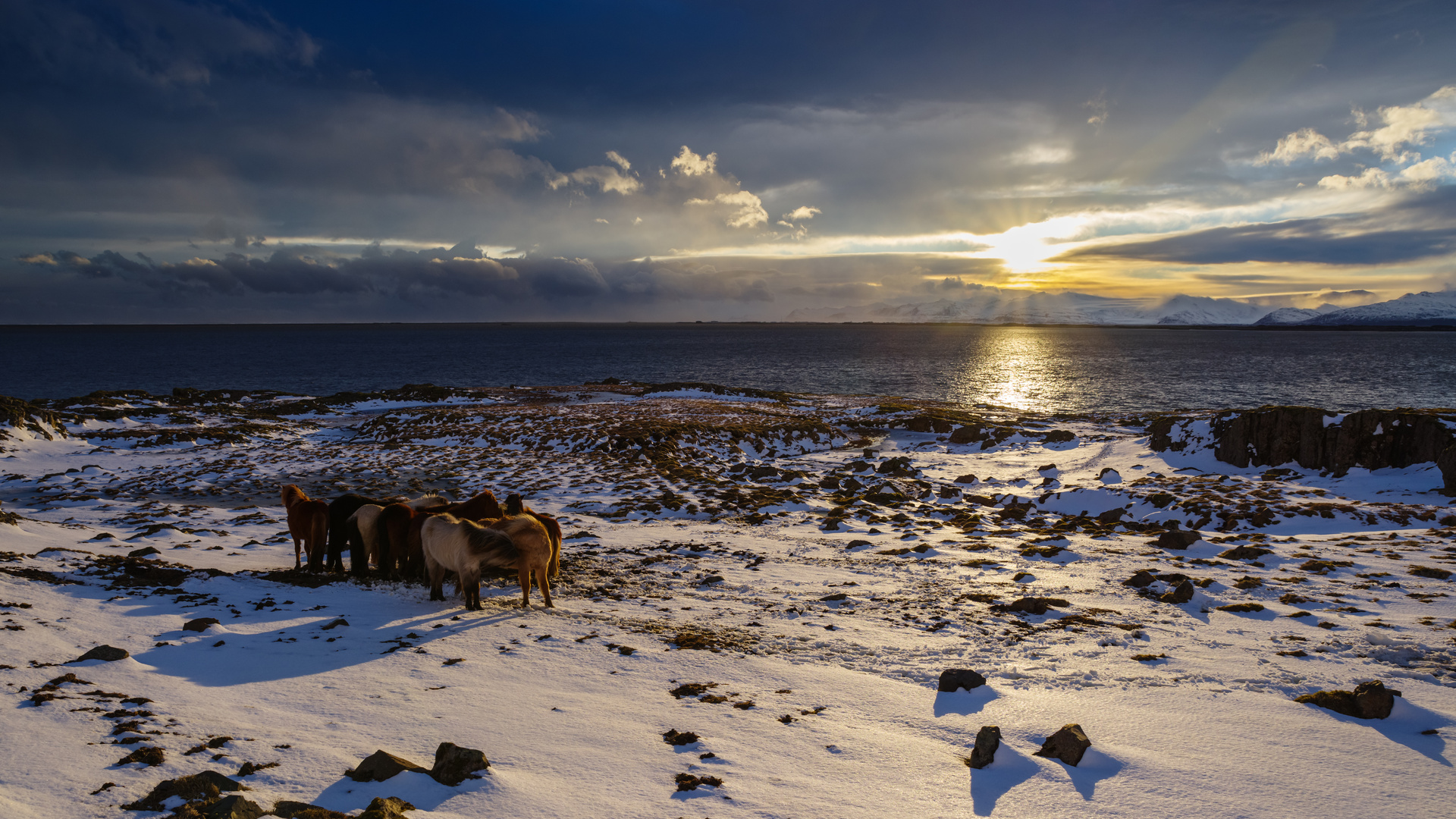 Sundowning Horses II