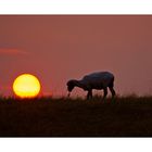 Sundownsheep