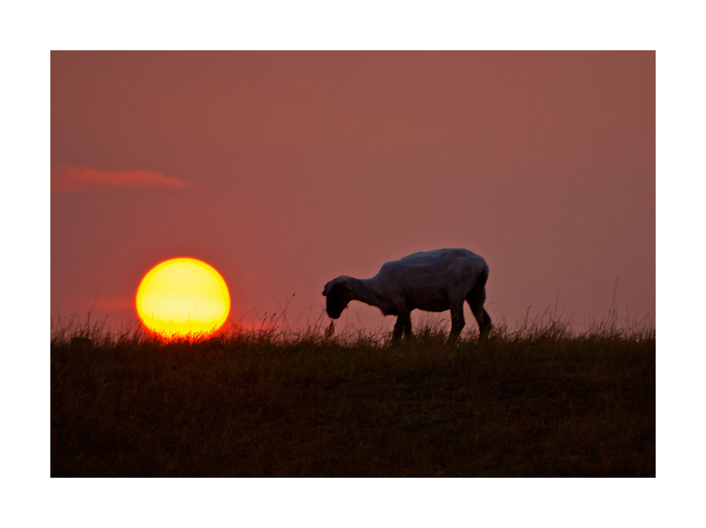 Sundownsheep