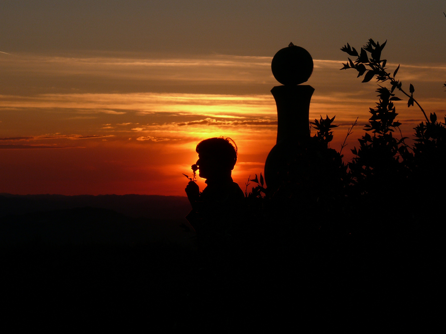 sundown/sunset with rose