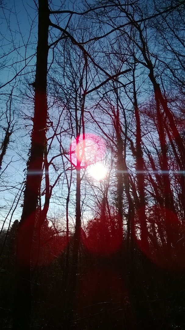 Sunflash between the trees