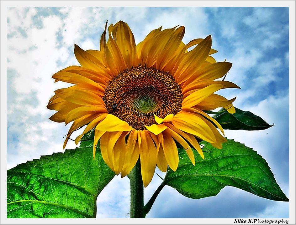 Sunflower 01 - Sonnenblume 01