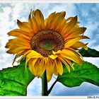 Sunflower 01 - Sonnenblume 01