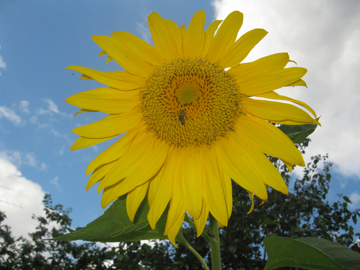 SUNFLOWER