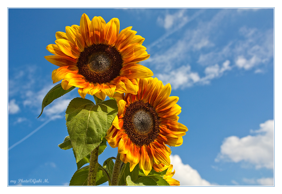 ~Sunflower~