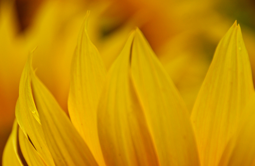 (-: Sunflower :-)
