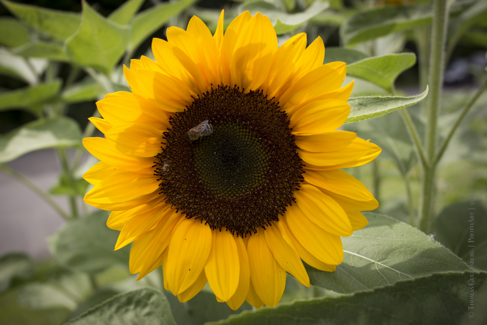 Sunflower 1