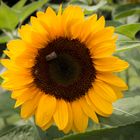 Sunflower 1