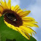 Sunflower 1